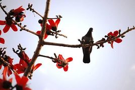 Bird on Silk Cotton Tree